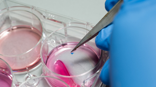 Close up of a gloved hand adding material to a petri dish.